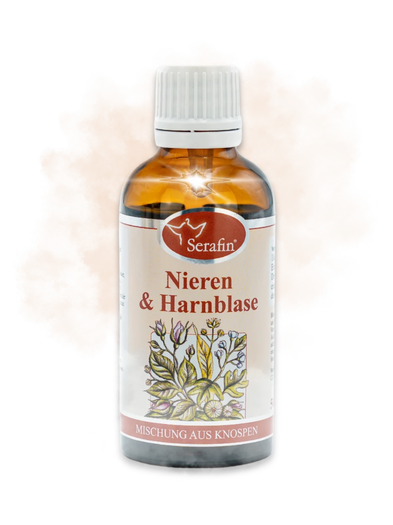 Nieren & Harnblase